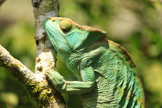Madagascar Wildlife Tour for 02 Days - Additional Information