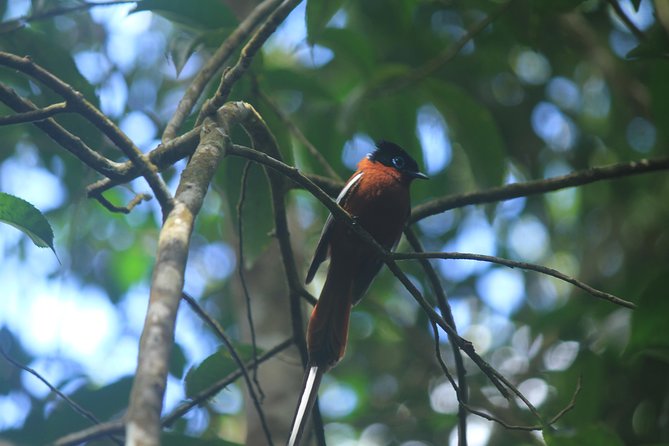 Madagascar Wildlife Tour for 02 Days - Traveler Experiences