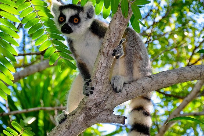 Madagascar Wildlife Tour for 02 Days - Tour Pricing