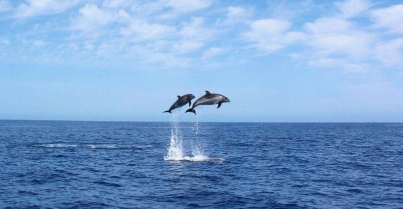 Madeira: 2.5-Hour Whale and Dolphin-Watching Cruise - Vessel Facilities and Amenities