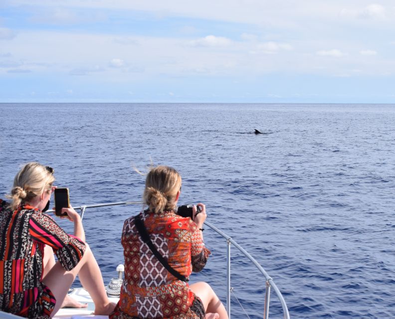 Madeira: 2.5-Hour Whale and Dolphin-Watching Cruise - Safety Considerations and Restrictions