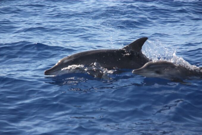 Madeira: 2.5-Hour Whale and Dolphin-Watching Cruise - Departure Locations and Options