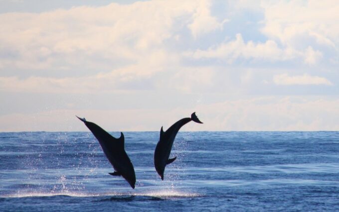 Madeira: 2.5-Hour Whale and Dolphin-Watching Cruise - Optional Swimming and Snorkeling