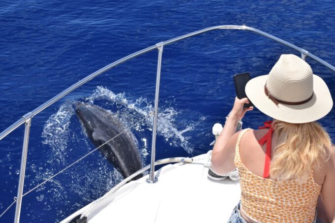Madeira: 2.5-Hour Whale and Dolphin-Watching Cruise - Customer Reviews and Ratings