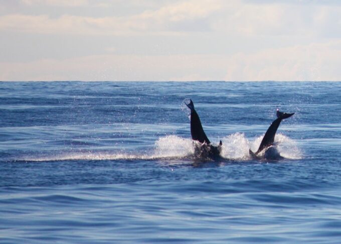Madeira: 2.5-Hour Whale and Dolphin-Watching Cruise - Frequently Asked Questions