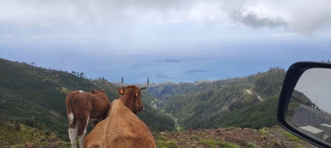 Madeira: 25 Fontes and Risco Levada Hike With Transfers - Customer Feedback and Ratings