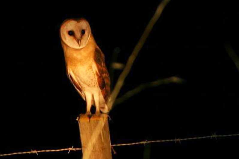 Madeira: Barn Owl Watching - Activity Highlights
