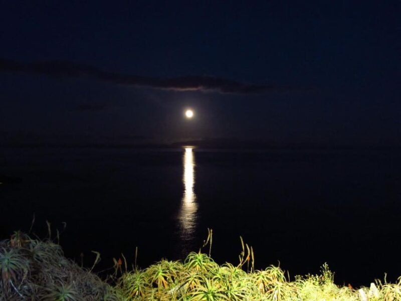Madeira: Barn Owl Watching - Included in the Tour