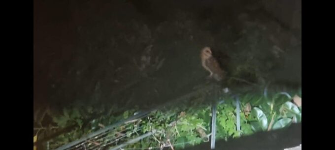 Madeira: Barn Owl Watching - Recap