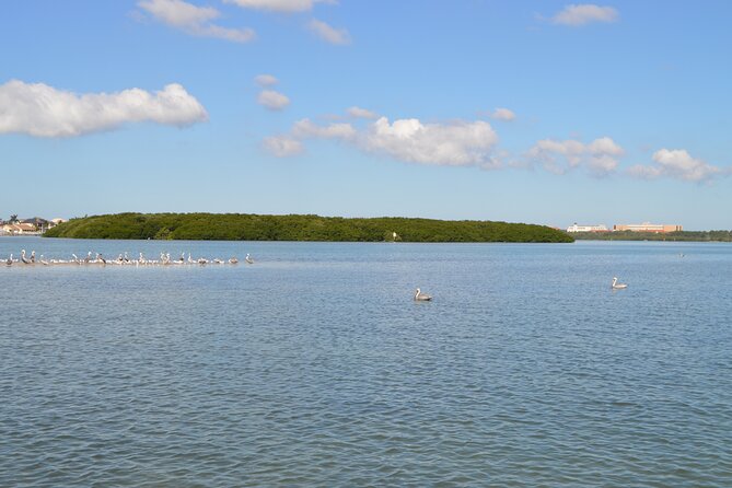 Madeira Beach and Shell Key Preserve Half Day Private Boat Tour - Customer Reviews