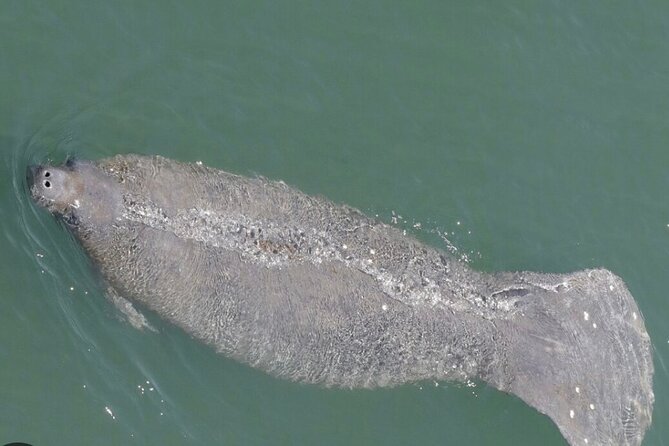 Madeira Beach and Shell Key Preserve Half Day Private Boat Tour - Tour Duration and Schedule