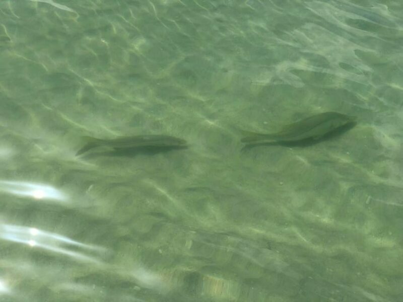 Madeira Beach: Egmont Key Snorkeling and Dolphin Cruise - What To Expect on the Egmont Key Snorkeling and Dolphin Cruise