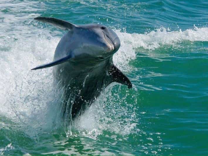 Madeira Beach: Egmont Key Snorkeling and Dolphin Cruise - The Value of the Experience