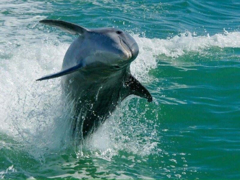 Madeira Beach: Egmont Key Snorkeling and Dolphin Cruise - FAQs