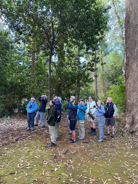 Madeira: Birdwatching - The Endemics - Key Points