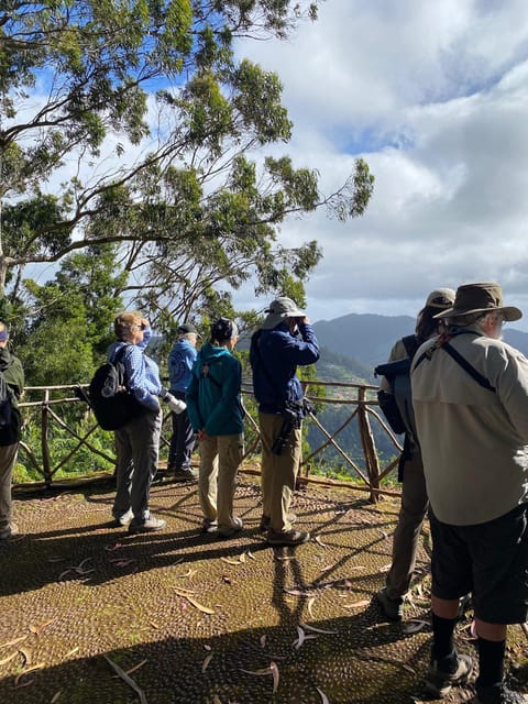 Madeira: Birdwatching - The Endemics - Highlights