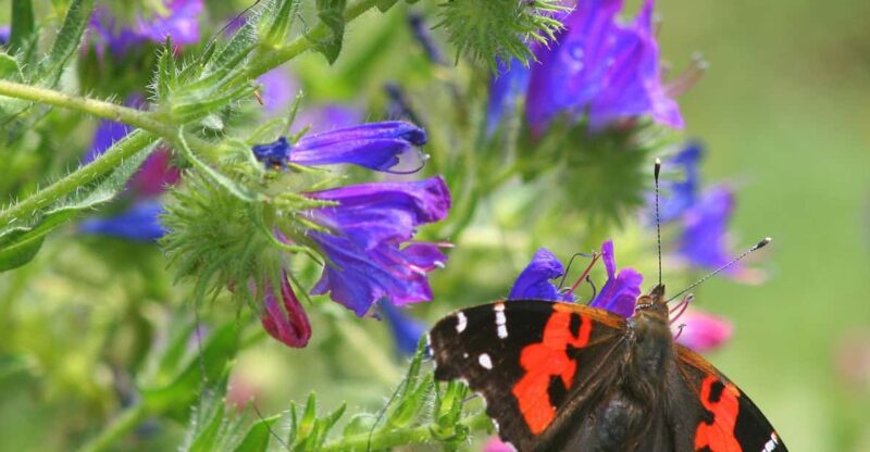 Madeira: Butterfly Watching - Key Points
