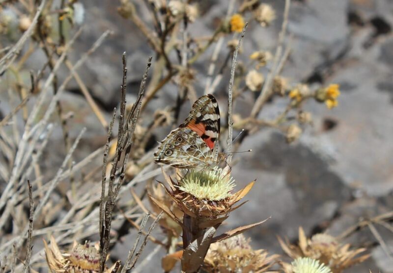Madeira: Butterfly Watching - Tour Highlights