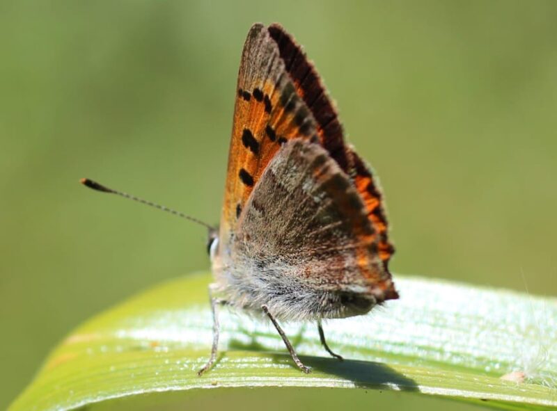 Madeira: Butterfly Watching - Conservation and Education