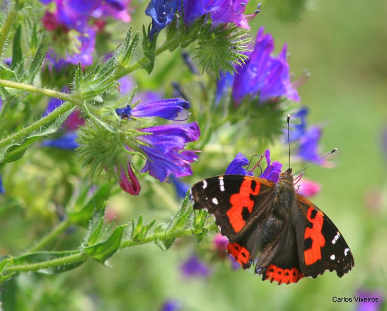 Madeira: Butterfly Watching - Transportation Details