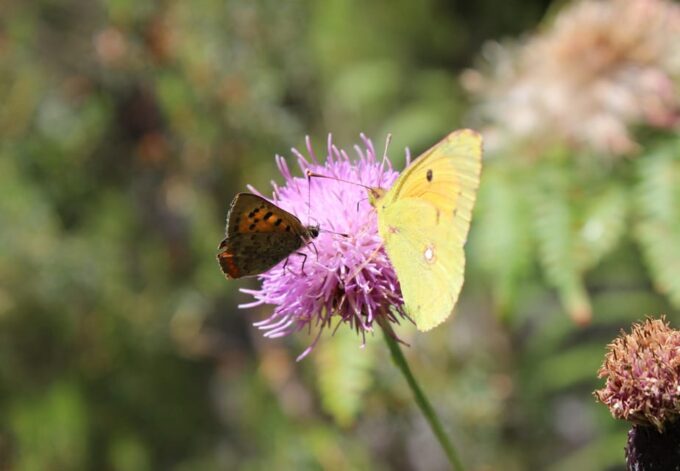 Madeira: Butterfly Watching - Frequently Asked Questions