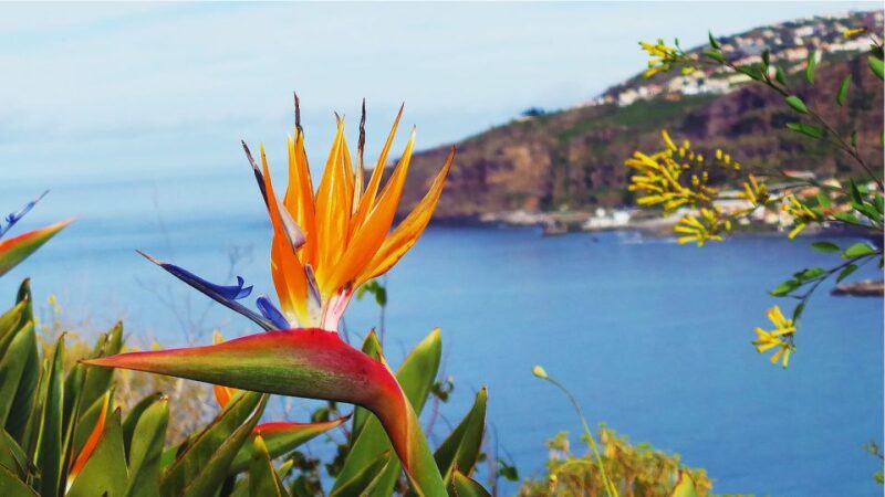 Madeira: Cabo Girao, Jeep Tour Adventure and Wine Tasting - Safety and Comfort Measures