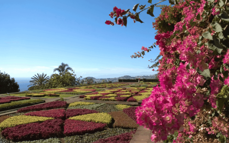 Madeira: Classic Tuk Tour With Wine Tasting - Key Points