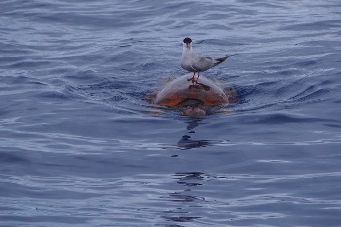 Madeira Dolphin and Whale Watching on a Ecological Catamaran - Onboard Amenities