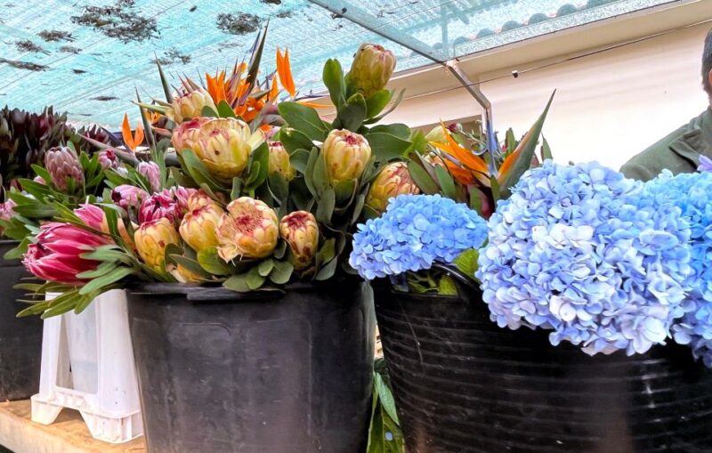Madeira: East Santana, Sao Lourenço & Local Farmers Market - Included Amenities