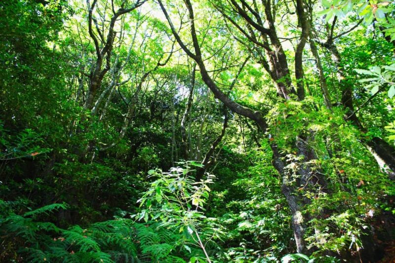Madeira: Endemic Flora - Key Points