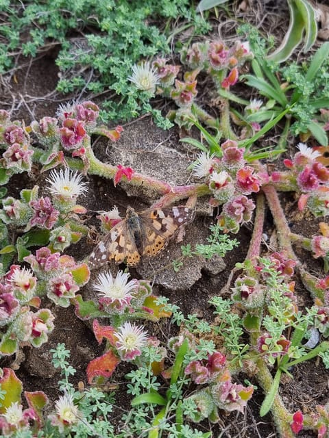 Madeira: Endemic Flora - Booking Information