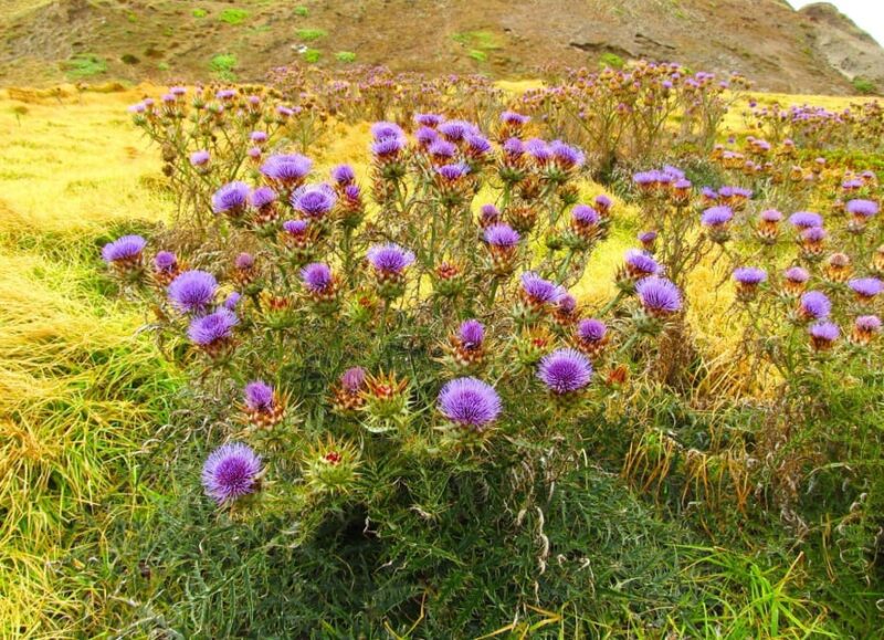 Madeira: Endemic Flora - Experience Highlights