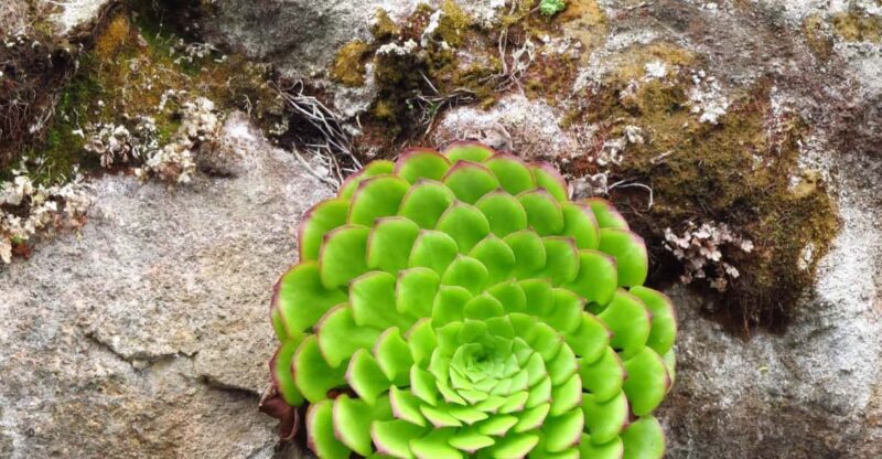 Madeira: Endemic Flora - Madeiras Endemic Flora