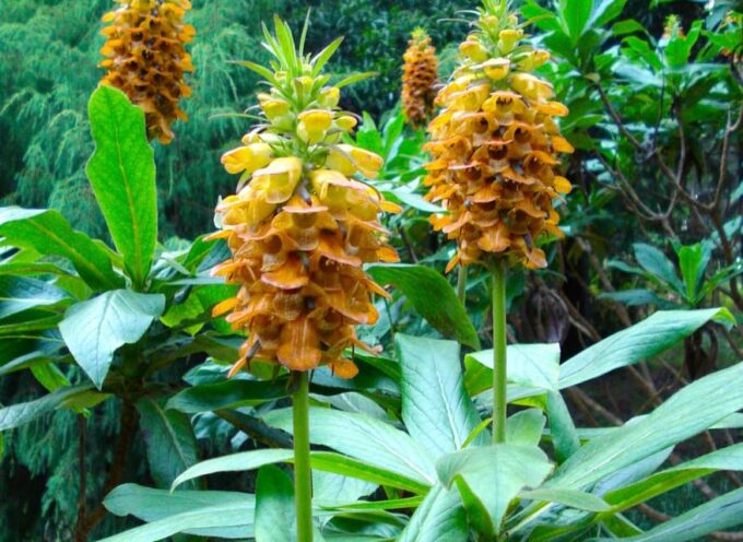 Madeira: Endemic Flora - Plant Communities