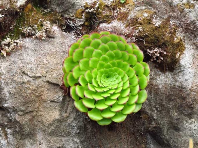 Madeira: Endemic Flora - Colonization of Madeiras Flora