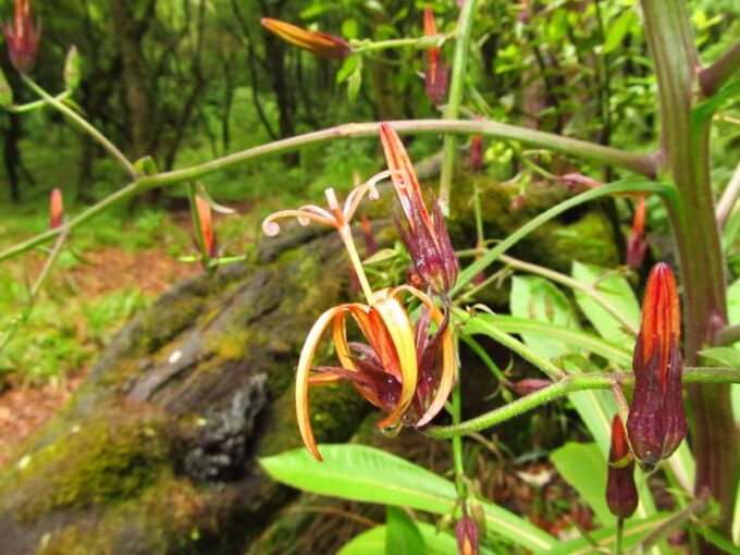 Madeira: Endemic Flora - Frequently Asked Questions