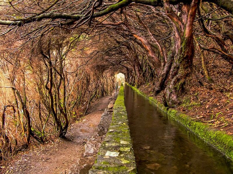 Madeira: Enjoy a Guided Levada Walk in the Rabaçal Valley - Customer Feedback Insights