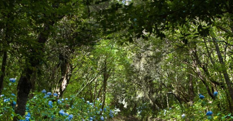 Madeira: Full-Day Laurel Forest Guided Walking Tour - Experience Highlights