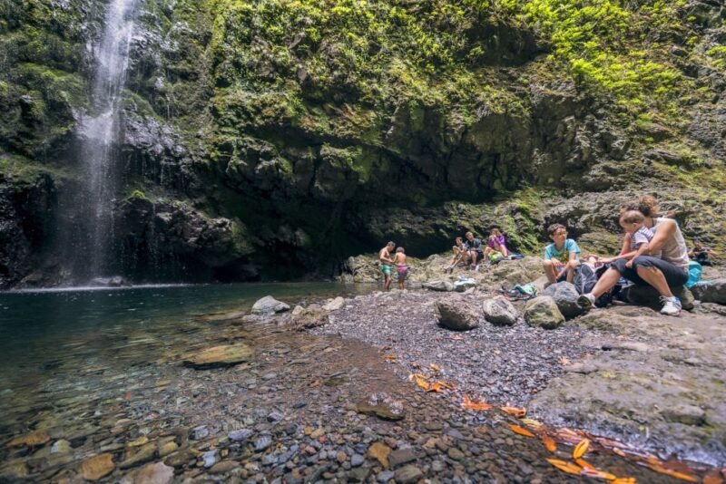 Madeira: Full-Day Laurel Forest Guided Walking Tour - Inclusions and Logistics