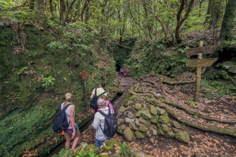 Madeira: Full-Day Laurel Forest Guided Walking Tour - Hiking the Levada Trail