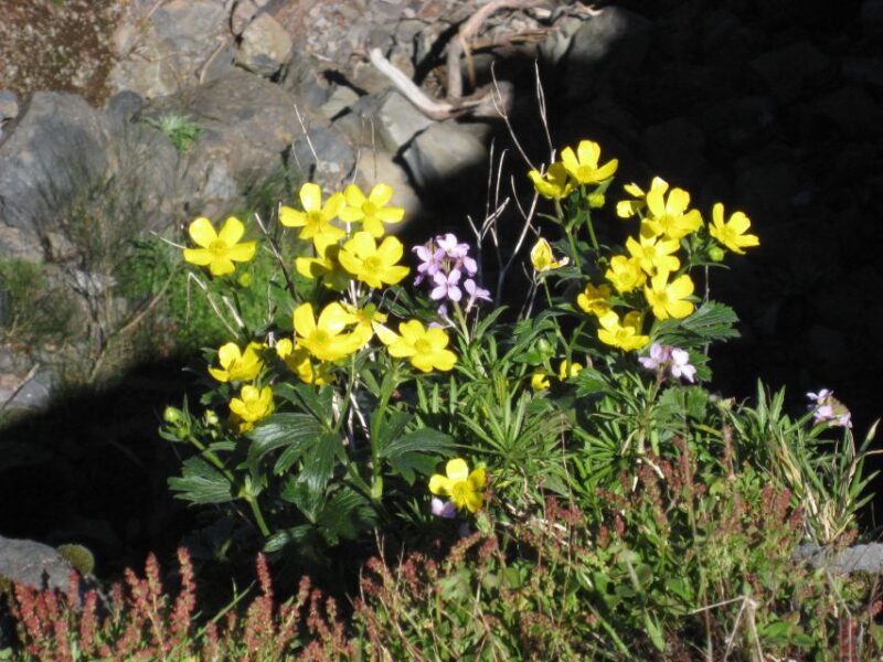 Madeira: Full-Day Teixeira Walk - Recommendations and Requirements