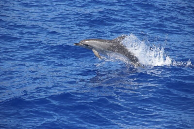 Madeira: Funchal Sunset Tour by Catamaran - Cancellation Policy