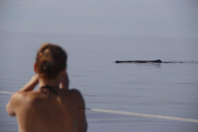 Madeira: Funchal Sunset Tour by Catamaran - Customer Experiences