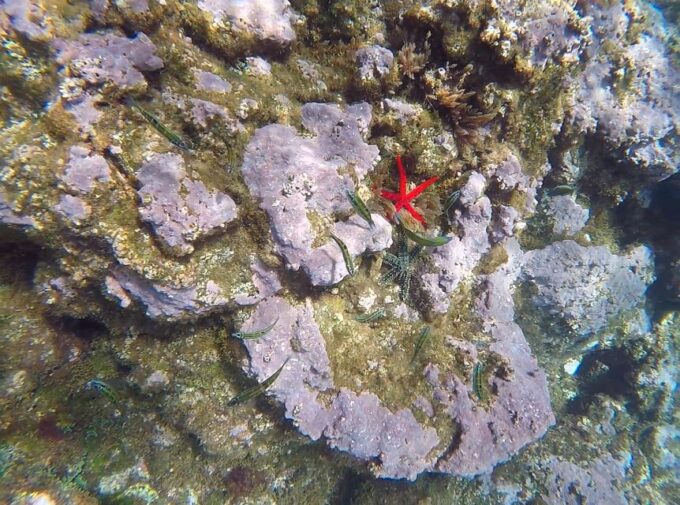 Madeira: Garajau Nature Reserve Kayak and Snorkel Tour - Cancellation Policy