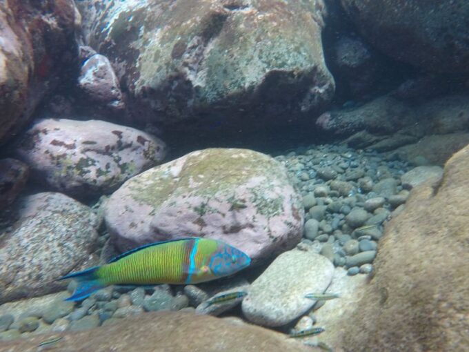 Madeira: Garajau Nature Reserve Kayak and Snorkel Tour - Frequently Asked Questions