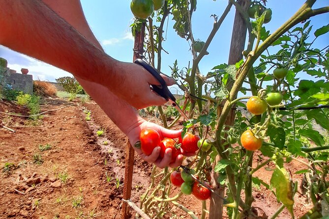 Madeira Genuine Food Experience at Re-Canto - Farm Tour and Ingredients