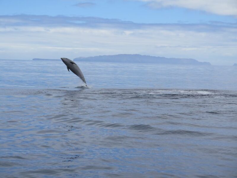 Madeira: Guaranteed Whales or Dolphins Watching Tour - Key Points