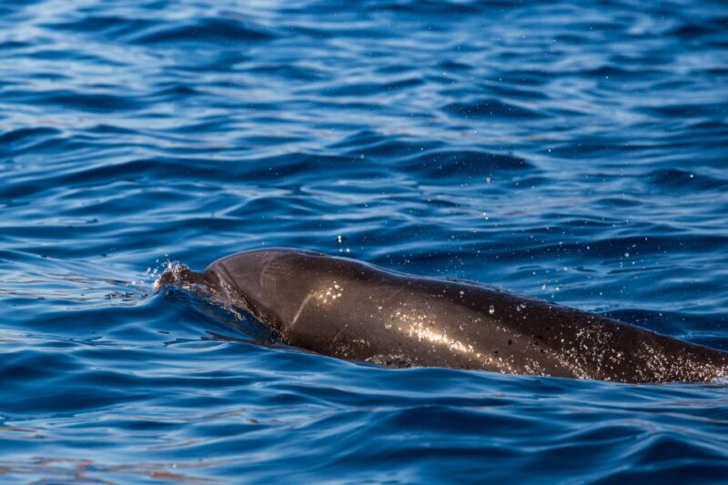 Madeira: Guaranteed Whales or Dolphins Watching Tour - Price and Duration