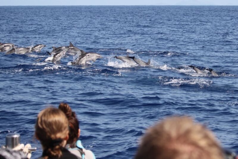 Madeira: Guaranteed Whales or Dolphins Watching Tour - Participant Capacity