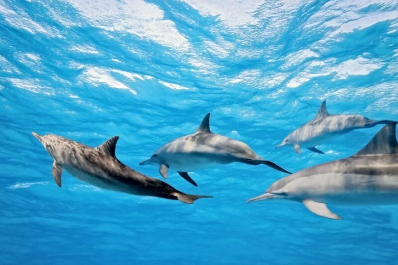 Madeira: Guaranteed Whales or Dolphins Watching Tour - Success Rate